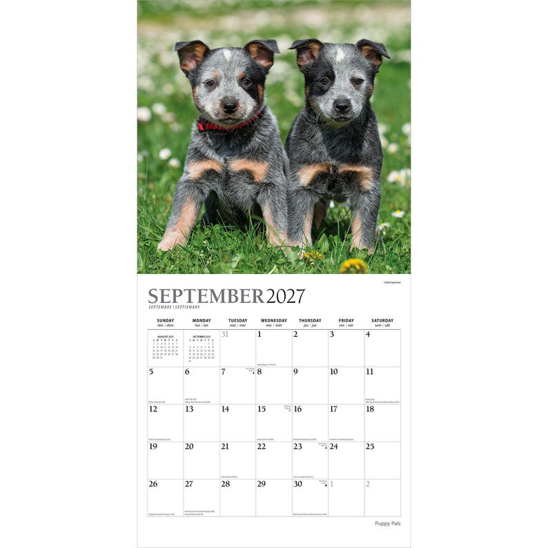 Puede incluir: Un calendario de pared para septiembre de 2027 con una fotograf&iacute;a de dos cachorros de pastor ganadero australiano con pelaje moteado gris, negro y fuego en un campo. La cuadr&iacute;cula del calendario muestra el mes, el a&ntilde;o y los d&iacute;as en negro.