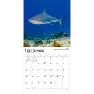Puede incluir: Un calendario de pared para septiembre de 2027 con una fotograf&iacute;a de un tibur&oacute;n gris nadando en aguas azul profundo sobre un arrecife de coral. La cuadr&iacute;cula del calendario muestra los d&iacute;as del mes con el texto septiembre 2027 claramente visible.