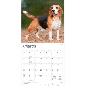 May include: A 2027 wall calendar for the month of March featuring a photograph of a tricolour beagle standing on a dirt path. The calendar grid displays the days of the month with the text March 2027 clearly printed at the top of the page.