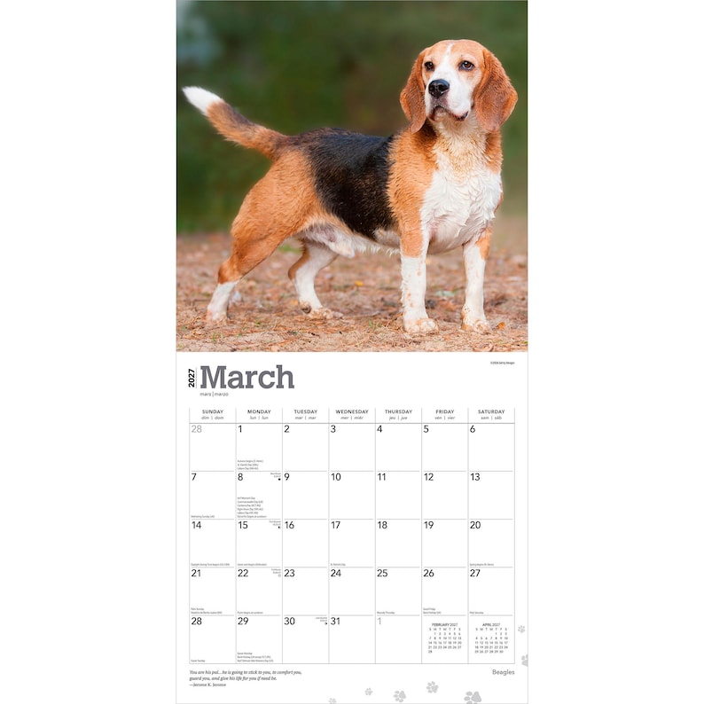 May include: A 2027 wall calendar for the month of March featuring a photograph of a tricolour beagle standing on a dirt path. The calendar grid displays the days of the month with the text March 2027 clearly printed at the top of the page.
