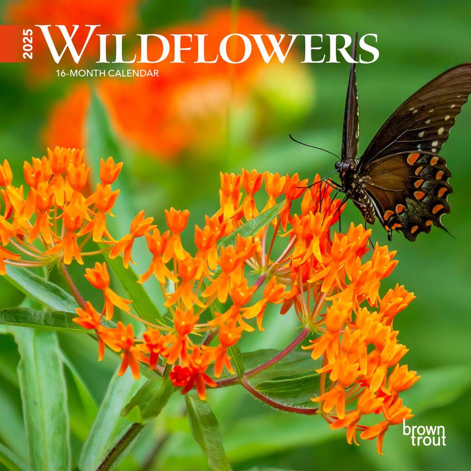 Wildflowers 2025 7 X 14 Inch Monthly Mini Wall Calendar Browntrout ...