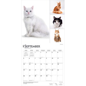 May include: A 2027 wall calendar for September featuring a large white cat on the left and three smaller cats in a column on the right: an orange cat, a black and white cat, and a brown tabby cat. The calendar grid displays dates 1 through 30.