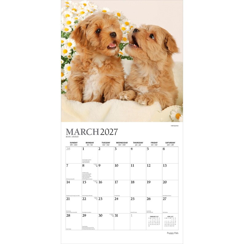 Puede incluir: Un calendario de pared para marzo de 2027 con una fotograf&iacute;a de dos cachorros de color marr&oacute;n claro sentados entre margaritas blancas. La cuadr&iacute;cula del calendario muestra los d&iacute;as del mes del 1 al 31, con el texto MARCH 2027 impreso arriba.