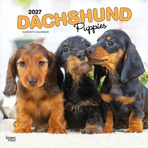 May include: A 2027 16-month calendar titled DACHSHUND Puppies featuring three puppies sitting together. One is light brown, one is black and tan with wiry fur, and one is black and tan with smooth fur. The text BrownTrout is in the bottom left corner.