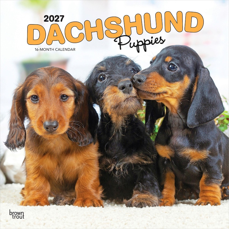 May include: A 2027 16-month calendar titled DACHSHUND Puppies featuring three puppies sitting together. One is light brown, one is black and tan with wiry fur, and one is black and tan with smooth fur. The text BrownTrout is in the bottom left corner.