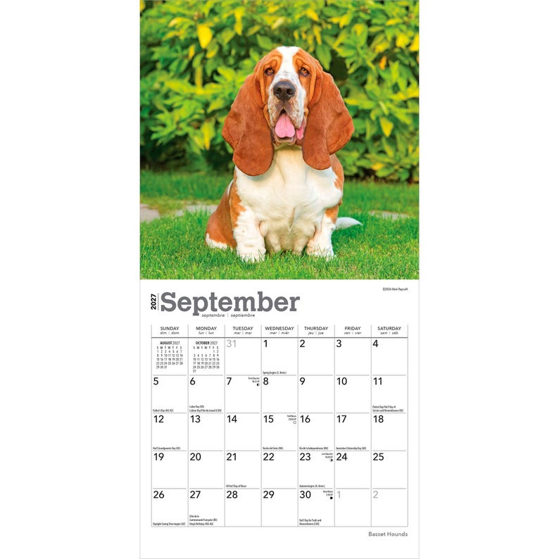 Puede incluir: Un calendario de pared para septiembre de 2027 con una fotograf&iacute;a de un Basset Hound de largas orejas marrones y pecho blanco sentado sobre hierba verde. La cuadr&iacute;cula del calendario muestra los d&iacute;as del mes con texto negro sobre fondo blanco.