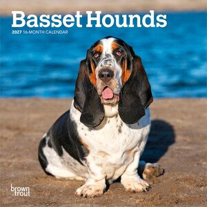 Puede incluir: Un calendario de 16 meses para 2027 titulado Basset Hounds que muestra un Basset Hound tricolor con pelaje negro, blanco y fuego, orejas largas y lengua rosa visible, sentado sobre una superficie arenosa con agua azul de fondo y el texto Brown Trout.
