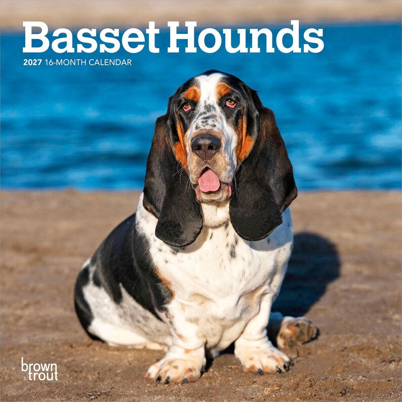 Puede incluir: Un calendario de 16 meses para 2027 titulado Basset Hounds que muestra un Basset Hound tricolor con pelaje negro, blanco y fuego, orejas largas y lengua rosa visible, sentado sobre una superficie arenosa con agua azul de fondo y el texto Brown Trout.