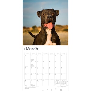 May include: A 2027 wall calendar for the month of March featuring a photograph of a black and white pit bull terrier with its tongue out. The calendar grid displays the days of the month with the text March 2027 printed at the top of the page.