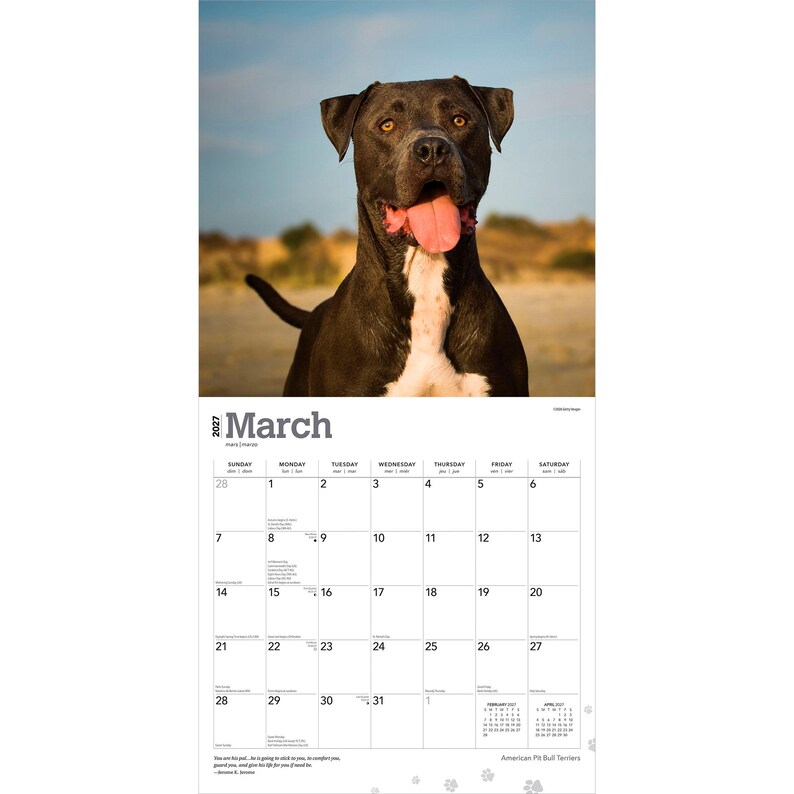 May include: A 2027 wall calendar for the month of March featuring a photograph of a black and white pit bull terrier with its tongue out. The calendar grid displays the days of the month with the text March 2027 printed at the top of the page.