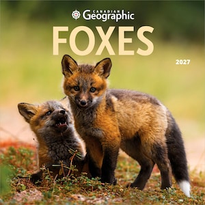 May include: A 2027 wall calendar titled Canadian Geographic FOXES featuring a photograph of two young foxes with orange, brown, and black fur. One fox stands upright while the other sits in low green vegetation with its mouth slightly open.