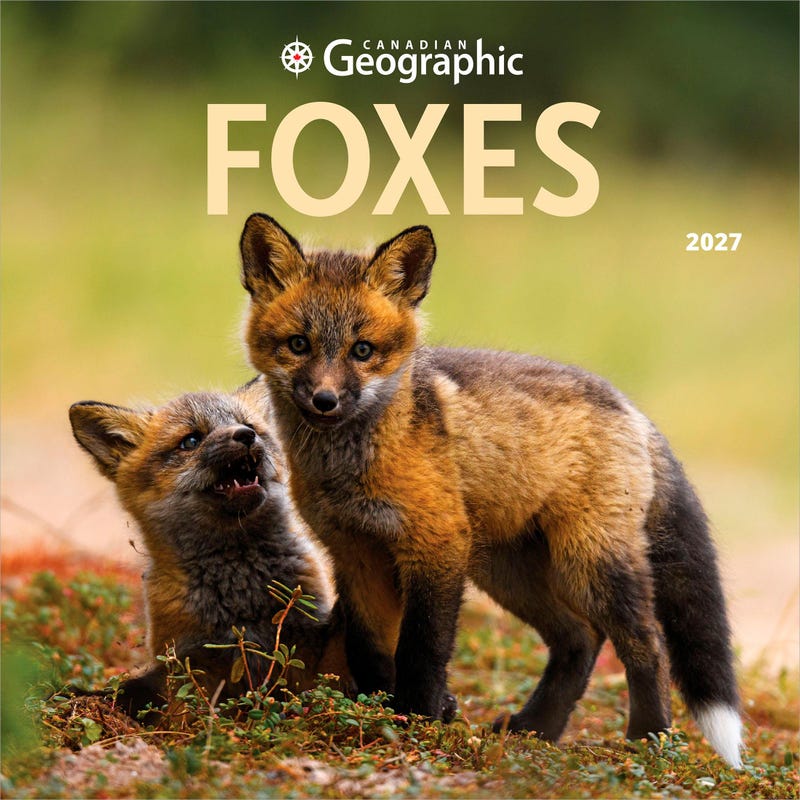 2027 Fox Calendar - Etsy