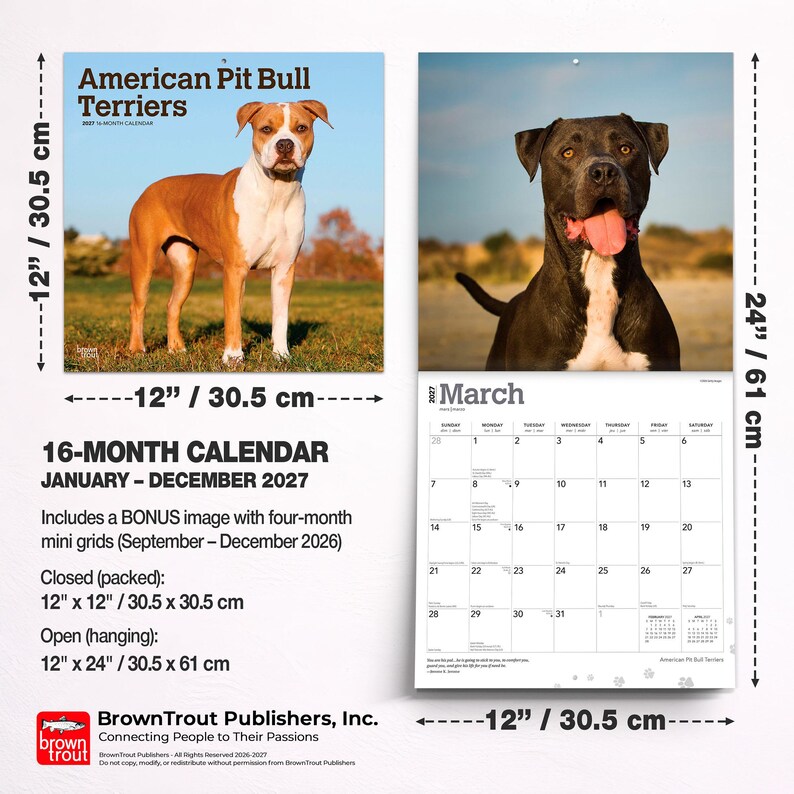 May include: A 2027 16-month wall calendar featuring American Pit Bull Terriers. The calendar measures 12 inches by 12 inches when closed and 12 inches by 24 inches when open. It includes a bonus image and mini grids for September to December 2026.
