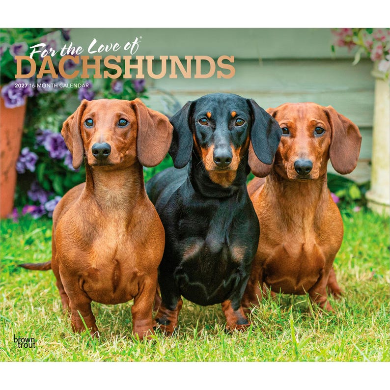 Pu&ograve; includere: Un calendario da parete di 16 mesi per il 2027 intitolato For the Love of DACHSHUNDS con una fotografia di tre bassotti nell'erba. Due cani sono marroni e uno al centro &egrave; nero focato. Il testo &egrave; stampato in bianco e oro.