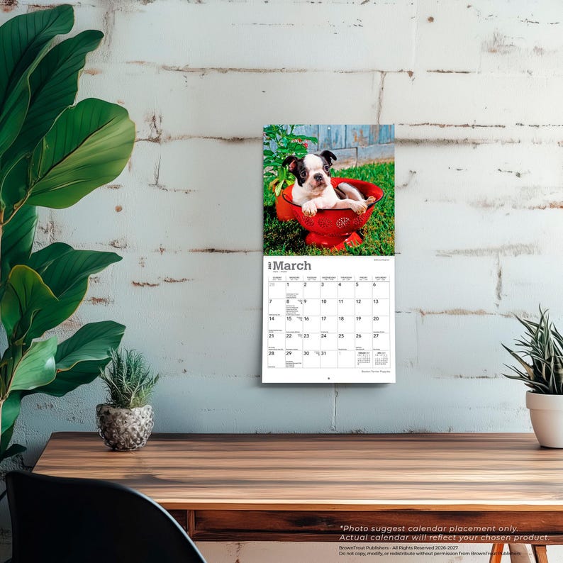 Puede incluir: Un calendario de pared para el mes de marzo con una fotograf&iacute;a de un cachorro de Boston Terrier blanco y negro sentado dentro de un colador rojo brillante sobre hierba verde. La cuadr&iacute;cula del calendario muestra los d&iacute;as con texto negro.