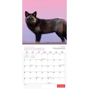 May include: A wall calendar for September 2027 featuring a photograph of a silver fox with dark, dense fur standing against a soft pink and purple sky. The calendar grid below displays the days of the month with clear black text and lines.