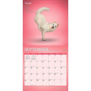Puede incluir: Calendario de 2027 con un perro blanco en una postura de yoga sobre un fondo rosa. El calendario est&aacute; etiquetado como "Septiembre" con fechas y las palabras "YOGA DOGS" en la parte inferior. El perro es el foco.