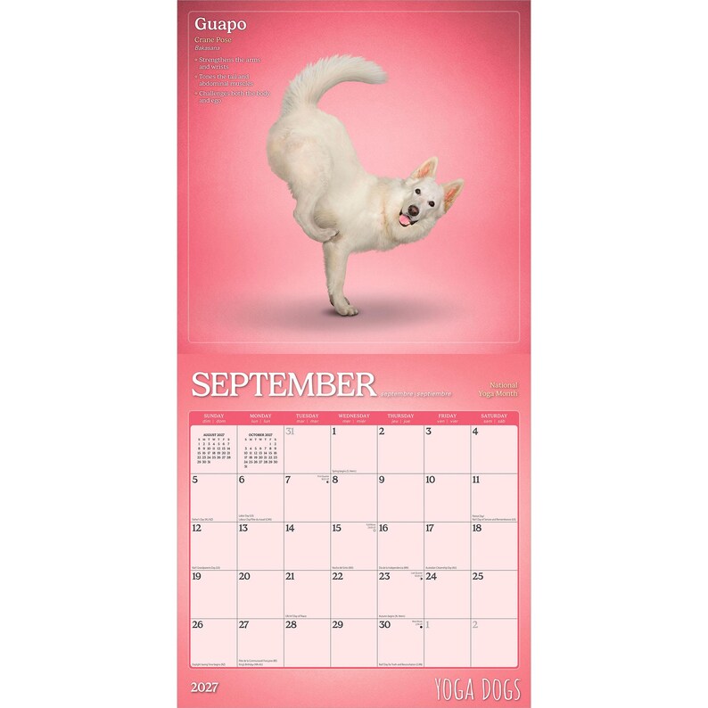 Puede incluir: Calendario de 2027 con un perro blanco en una postura de yoga sobre un fondo rosa. El calendario est&aacute; etiquetado como "Septiembre" con fechas y las palabras "YOGA DOGS" en la parte inferior. El perro es el foco.