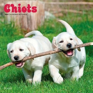 May include: A 2027 16-month calendar titled Chiots featuring two light-colored Labrador retriever puppies running through green grass while holding a single wooden stick in their mouths. The text Plato is printed at the bottom left corner.