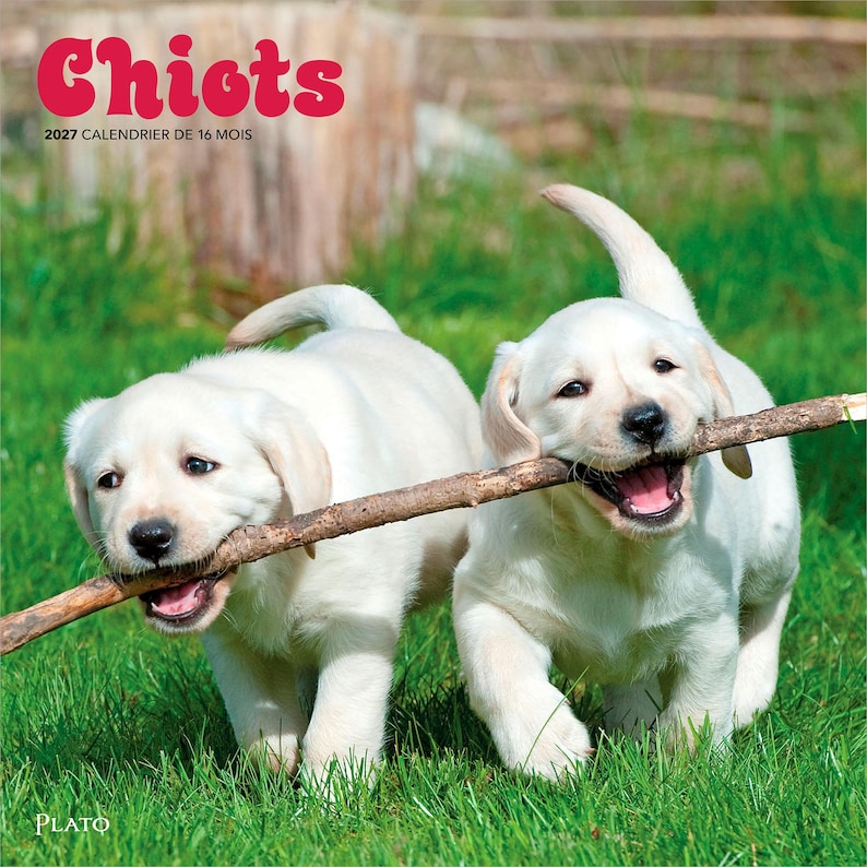 May include: A 2027 16-month calendar titled Chiots featuring two light-colored Labrador retriever puppies running through green grass while holding a single wooden stick in their mouths. The text Plato is printed at the bottom left corner.