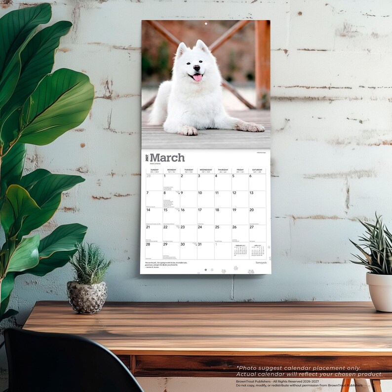 Puede incluir: Un calendario de pared con una fotograf&iacute;a de un perro Samoyedo blanco y esponjoso tumbado sobre una superficie de madera. La p&aacute;gina del calendario muestra el mes de marzo con una cuadr&iacute;cula de fechas, el a&ntilde;o 2027 y peque&ntilde;as huellas.