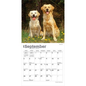 May include: A 2027 wall calendar for the month of September featuring a photograph of two golden retriever dogs sitting in a grassy field with yellow flowers. The calendar grid displays the days of the month with black text on a white background.