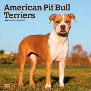 May include: A 2027 16-month calendar titled American Pit Bull Terriers featuring a photograph of a tan and white dog standing in a grassy field. The text American Pit Bull Terriers and 2027 16-MONTH CALENDAR is printed in dark brown at the top.