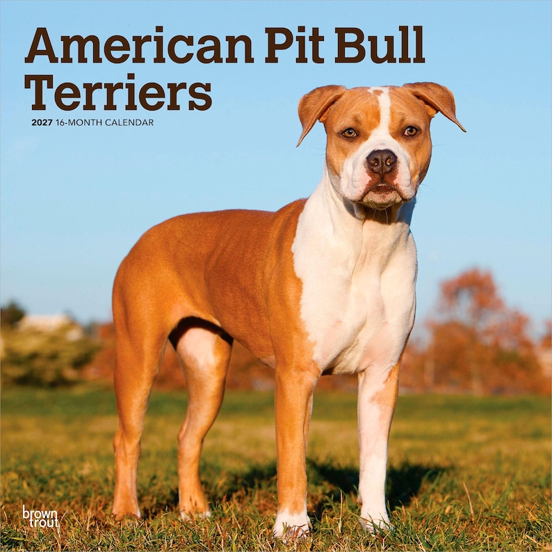 May include: A 2027 16-month calendar titled American Pit Bull Terriers featuring a photograph of a tan and white dog standing in a grassy field. The text American Pit Bull Terriers and 2027 16-MONTH CALENDAR is printed in dark brown at the top.