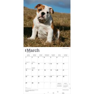 Puede incluir: P&aacute;gina de calendario de marzo de 2026 con un cachorro de Bulldog Ingl&eacute;s sentado con pelaje marr&oacute;n y blanco, usando una etiqueta. El calendario tiene un fondo blanco con los d&iacute;as de la semana y las fechas.