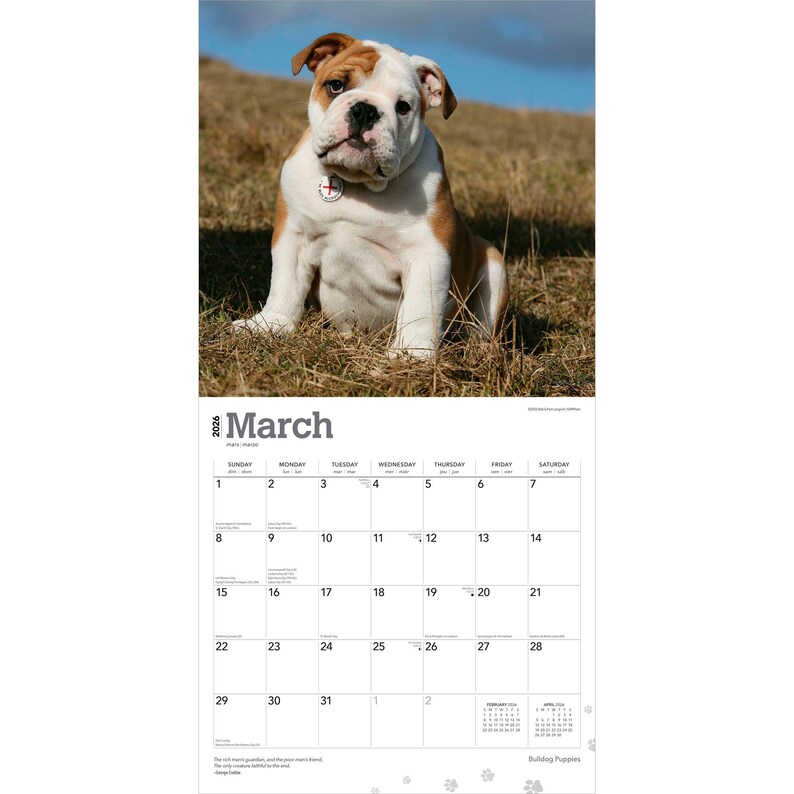 Puede incluir: P&aacute;gina de calendario de marzo de 2026 con un cachorro de Bulldog Ingl&eacute;s sentado con pelaje marr&oacute;n y blanco, usando una etiqueta. El calendario tiene un fondo blanco con los d&iacute;as de la semana y las fechas.