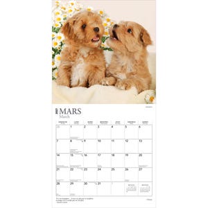 May include: A 2027 wall calendar for the month of March featuring a photograph of two light brown puppies sitting together in front of a cluster of white daisies. The calendar grid displays the days of the month with the text Mars and March.