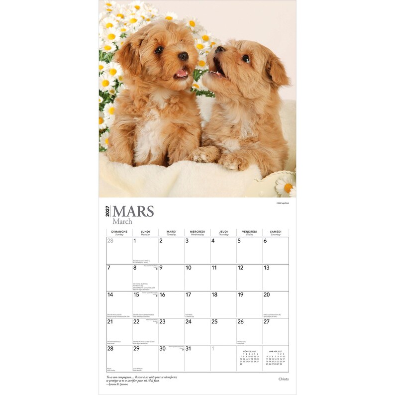 May include: A 2027 wall calendar for the month of March featuring a photograph of two light brown puppies sitting together in front of a cluster of white daisies. The calendar grid displays the days of the month with the text Mars and March.