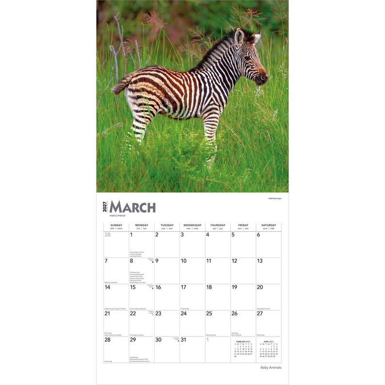 Pode incluir: Um calend&aacute;rio de parede para mar&ccedil;o de 2027 com uma fotografia de um filhote de zebra em p&eacute; na grama verde alta. A grade do calend&aacute;rio exibe os dias do m&ecirc;s com cabe&ccedil;alhos de domingo a s&aacute;bado e pequenos calend&aacute;rios mensais.