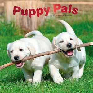 Puede incluir: Un calendario de 16 meses para 2027 titulado Puppy Pals que muestra a dos cachorros de Labrador de color claro jugando en la hierba verde. Ambos cachorros sostienen un palo de madera en la boca, con el texto Puppy Pals 2027 16-MONTH CALENDAR y la marca Plato impresos en la parte superior e inferior.