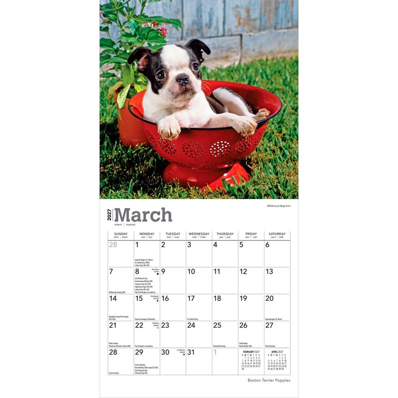 Puede incluir: Un calendario de pared de 2027 para el mes de marzo que muestra un cachorro de Boston Terrier blanco y negro sentado dentro de un colador de metal rojo brillante. La cuadr&iacute;cula del calendario muestra los d&iacute;as con etiquetas para festivos.