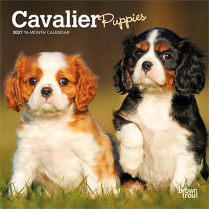 Cachorros de Cavalier King Charles Spaniel / Calendario de pared mensual mini de 7 x 14 pulgadas (para colgar) 2027 / BrownTrout / Animales Razas de perros Cachorro