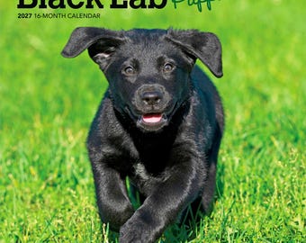 Black Labrador Retriever Puppies | 2027 7 x 14 Inch (Hanging) Monthly Mini Wall Calendar | BrownTrout | Animals Dog Breeds Puppy