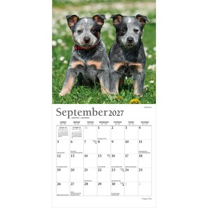 Puede incluir: Un calendario de pared para septiembre de 2027 con una fotograf&iacute;a de dos cachorros de pastor ganadero australiano sentados en la hierba verde. El cachorro de la izquierda lleva un collar rojo. La cuadr&iacute;cula muestra el mes, a&ntilde;o y fechas de 2027.