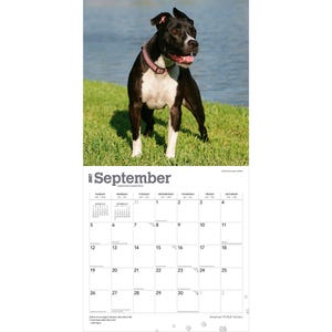 May include: A 2027 wall calendar for the month of September featuring a black and white American Pit Bull Terrier wearing a pink collar standing on green grass. The calendar grid displays the days of the month with the text September 2027.