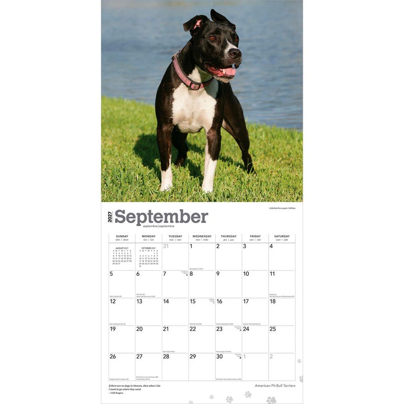 May include: A 2027 wall calendar for the month of September featuring a black and white American Pit Bull Terrier wearing a pink collar standing on green grass. The calendar grid displays the days of the month with the text September 2027.