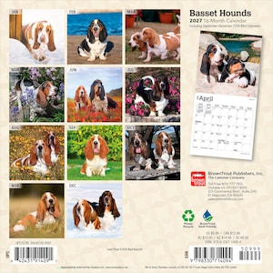 Puede incluir: Un calendario de 16 meses de Basset Hounds para 2027 con doce p&aacute;ginas mensuales que muestran fotograf&iacute;as de perros Basset en diversos entornos al aire libre. La contraportada muestra una vista previa de abril, informaci&oacute;n y c&oacute;digo de barras.