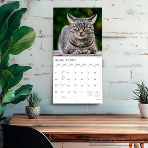May include: A wall calendar for March 2027 featuring a photograph of a grey tabby cat with green eyes. The calendar grid displays the month, year, and days of the week in black text on a white background, with a small hole at the top for hanging.