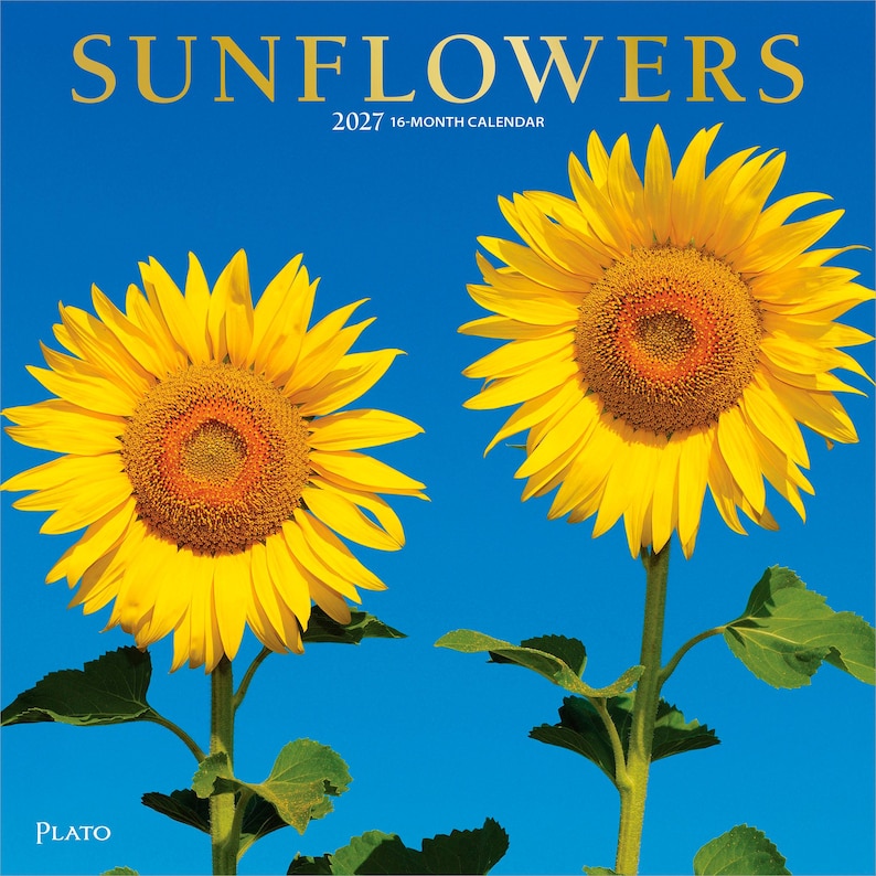 May include: A 2027 16-month calendar titled SUNFLOWERS featuring two large, vibrant yellow sunflowers with dark centers against a solid bright blue sky. The text SUNFLOWERS is printed in gold at the top, with the brand name Plato at the bottom left.