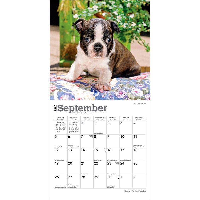 Puede incluir: Un calendario de pared de 2027 para el mes de septiembre con una fotograf&iacute;a de un cachorro de Boston Terrier atigrado y blanco sentado sobre un coj&iacute;n con estampado floral. La cuadr&iacute;cula del calendario muestra los d&iacute;as con texto negro.