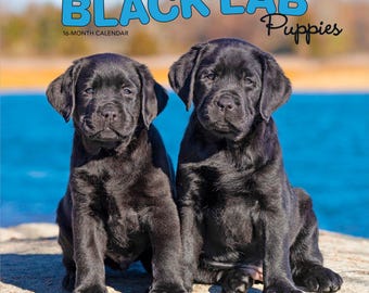 Cachorros de Labrador Retriever Negro / Calendario de pared mensual cuadrado de 12 x 24 pulgadas (para colgar) de 2027 / Sin plástico / BrownTrout / Razas de perros