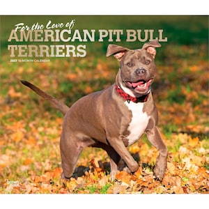 Op de afbeelding: Een 16-maandenkalender voor 2027 getiteld For the Love of American Pit Bull Terriers met een grijze American Pit Bull Terrier met een witte borst en een rood-zwart geruite halsband in een veld met gevallen herfstbladeren.