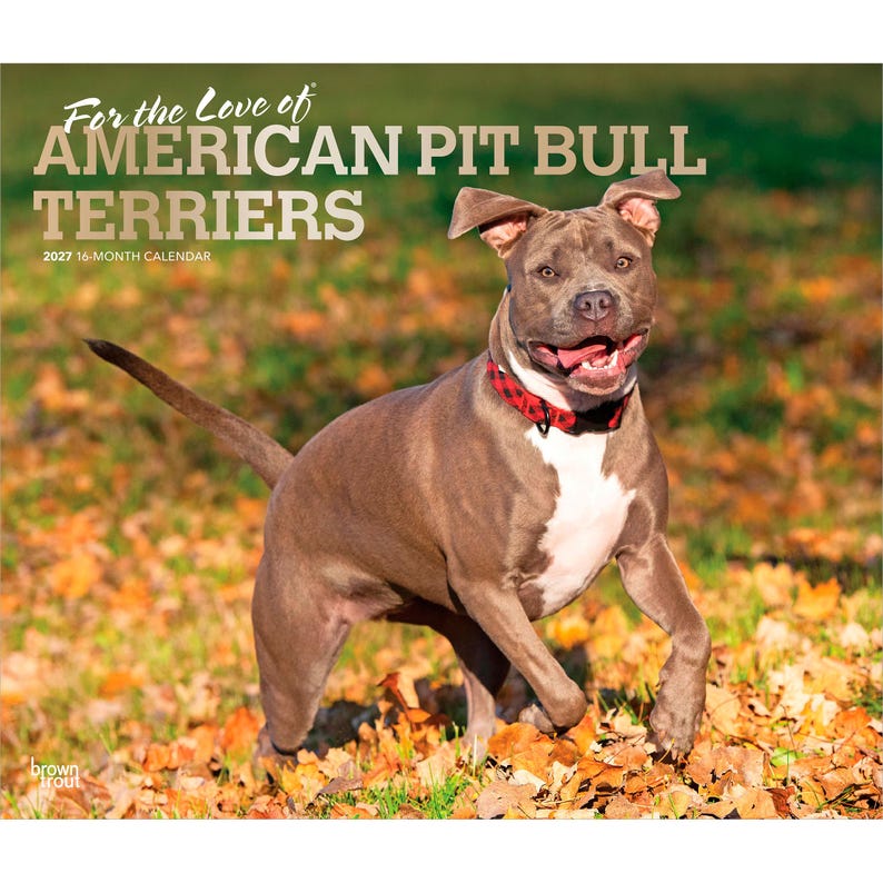 Op de afbeelding: Een 16-maandenkalender voor 2027 getiteld For the Love of American Pit Bull Terriers met een grijze American Pit Bull Terrier met een witte borst en een rood-zwart geruite halsband in een veld met gevallen herfstbladeren.