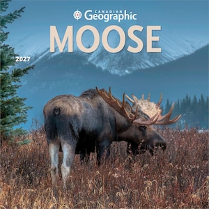 Calendario de pared mensual cuadrado oficial de Canadian Geographic Moose / 2027, 30 x 60 cm (para colgar) / Wyman Publishing / Fauna silvestre (alces y ciervos)