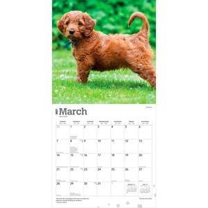 K&ouml;nnte beinhalten: Ein Wandkalender f&uuml;r M&auml;rz 2027 mit einem Foto eines goldbraunen Welpen mit blauem Halsband, der auf gr&uuml;nem Gras steht. Das Kalenderraster zeigt die Tage des Monats, wobei der Text March 2027 oben auf der Seite deutlich zu erkennen ist.