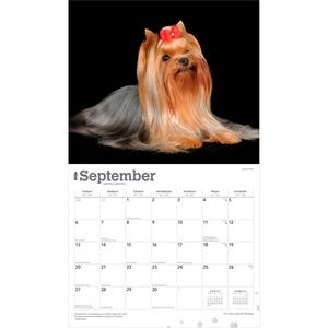 Peut inclure: Page de calendrier de septembre 2026 avec un Yorkshire Terrier &agrave; la longue fourrure rousse et grise, et un n&oelig;ud rouge. Le chien est sur fond noir. Le calendrier comprend les jours du mois.
